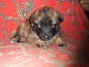 CHIOT