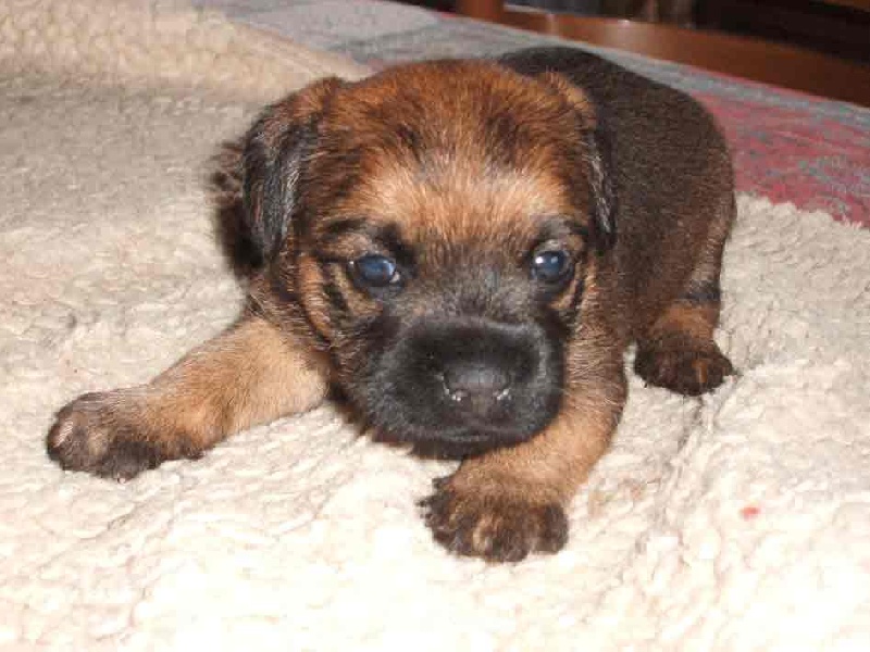 Du moulin du temple - Border Terrier - Portée née le 06/12/2008